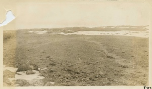 Image of Caribou tracks